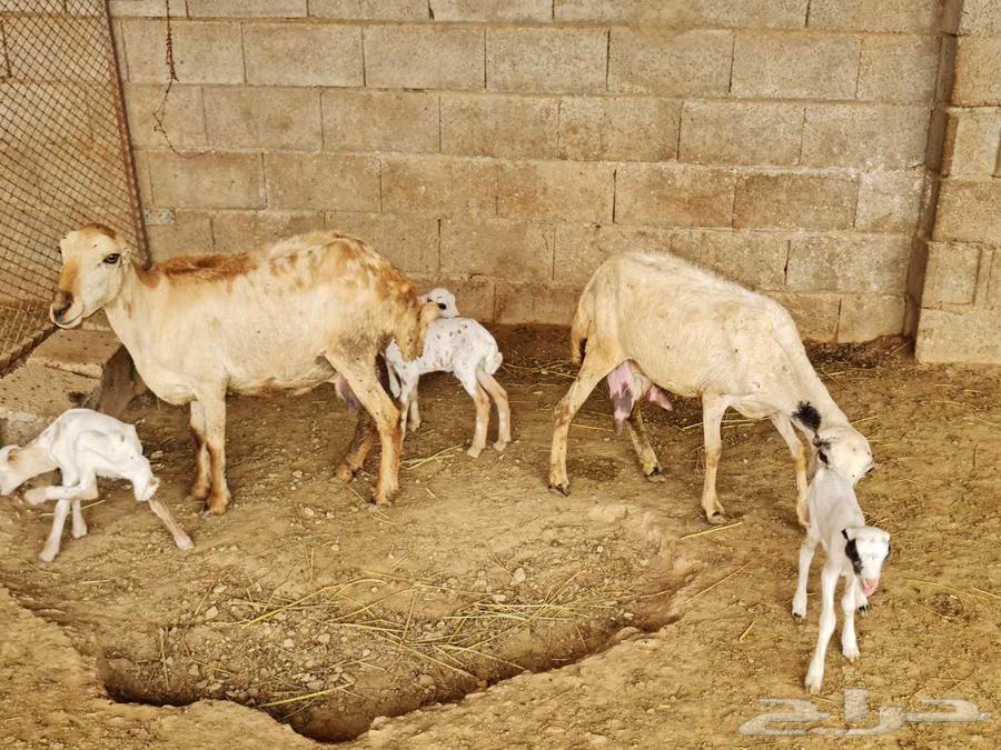 للبيع ضان بلدية مناتيج ومتاومات جرومها طيبة64383192212993110