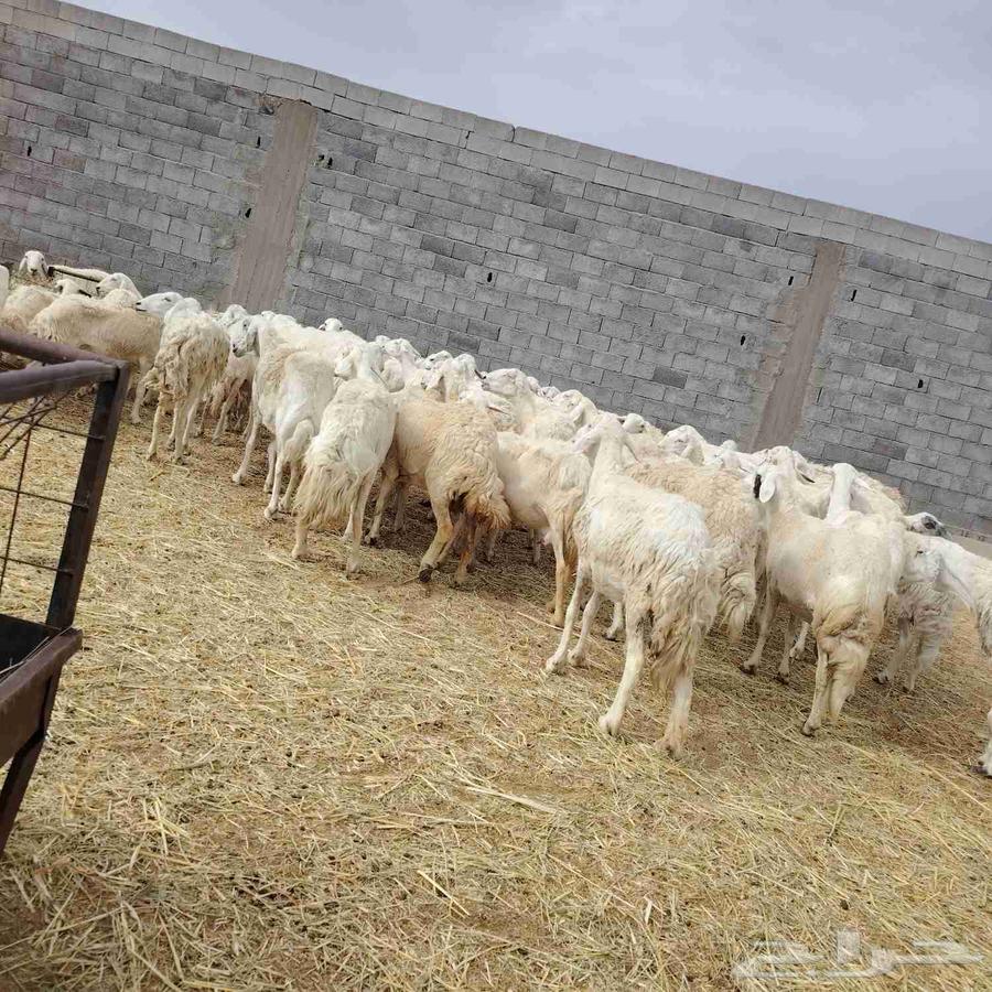 غنم للبيع حريات مقنوي64380737516289110