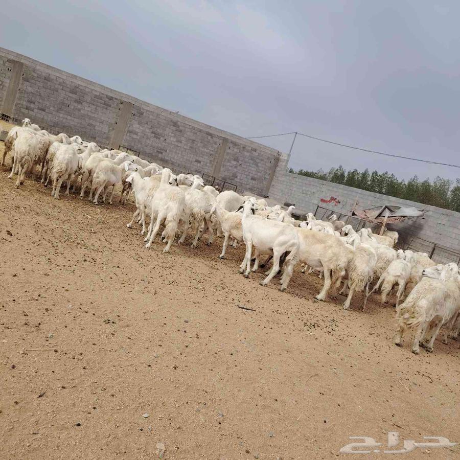 غنم للبيع حريات مقنوي64380737516289113