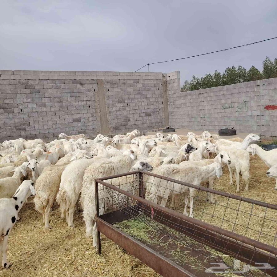 غنم للبيع حريات مقنوي64380737516289112