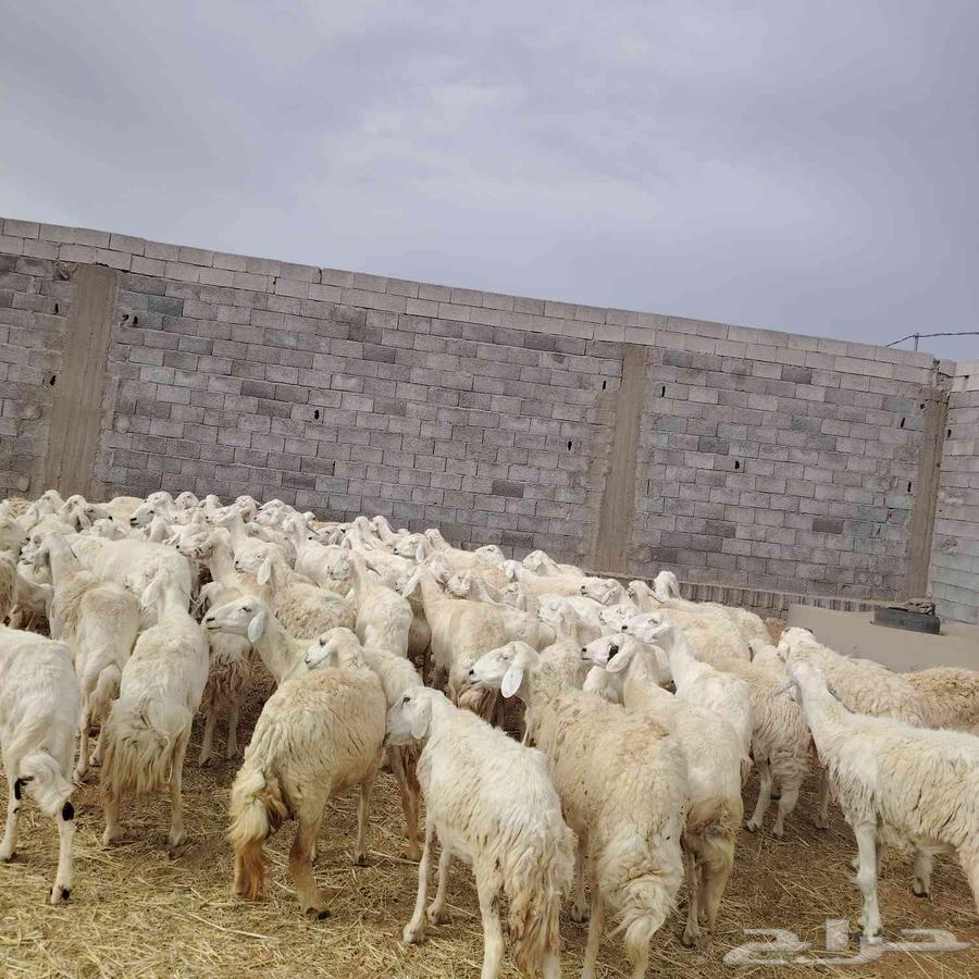 غنم للبيع حريات مقنوي64380737516289111