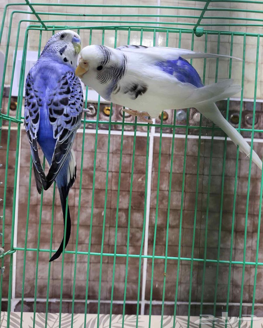 زوج بادجي مثالي64380478079873112