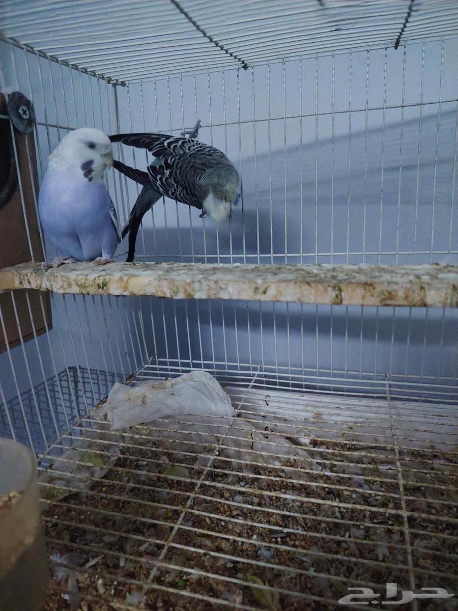 جوز بادجي مكس انجليزي64392442733699112