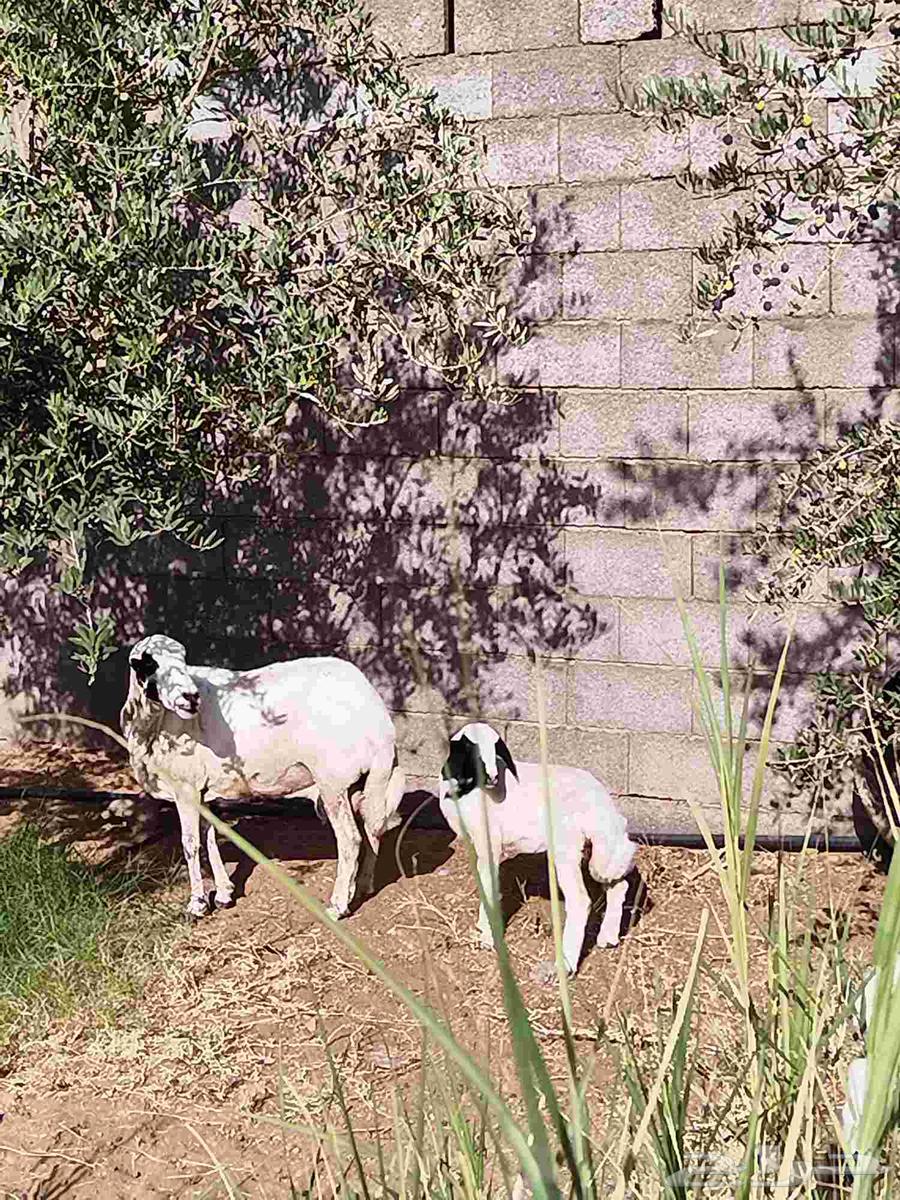 نعجه رفيديه معها توم نعيمي للبيع اعلا سومه بالعام64380624410371113