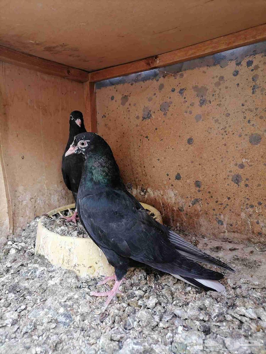 طبات قطايف للبيع (تم البيع)64386933762050112