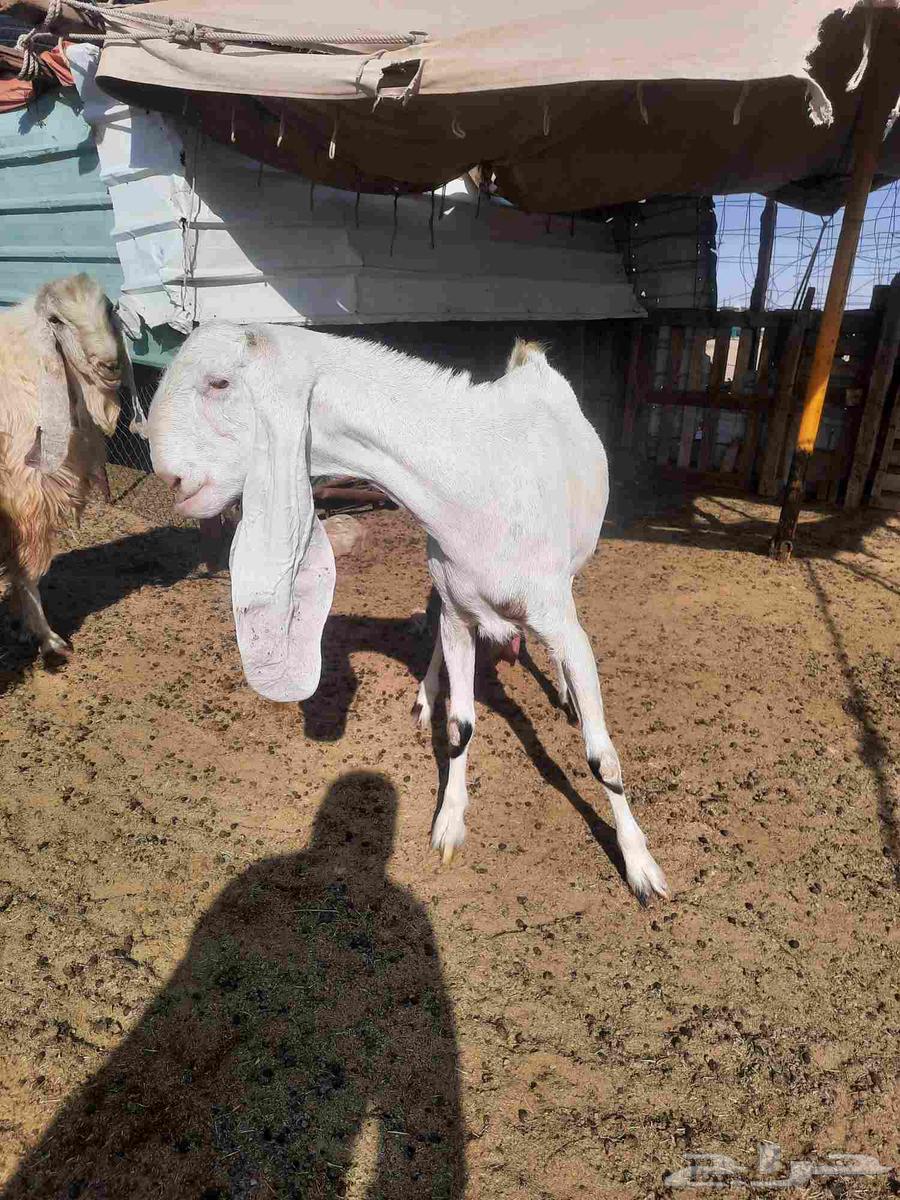 عنز فاخره شابب64380638692482111