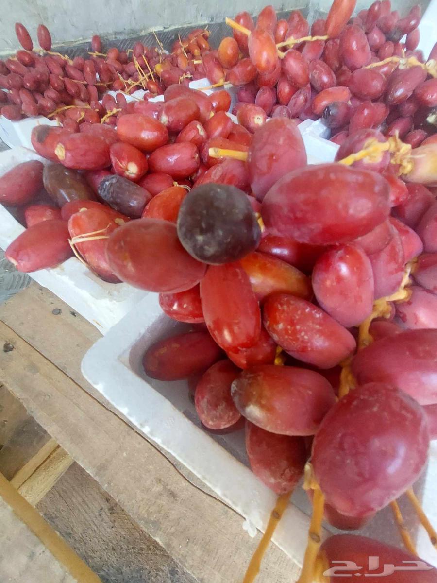 تمر حلوه مناصيف طيب سكر64386262547458111