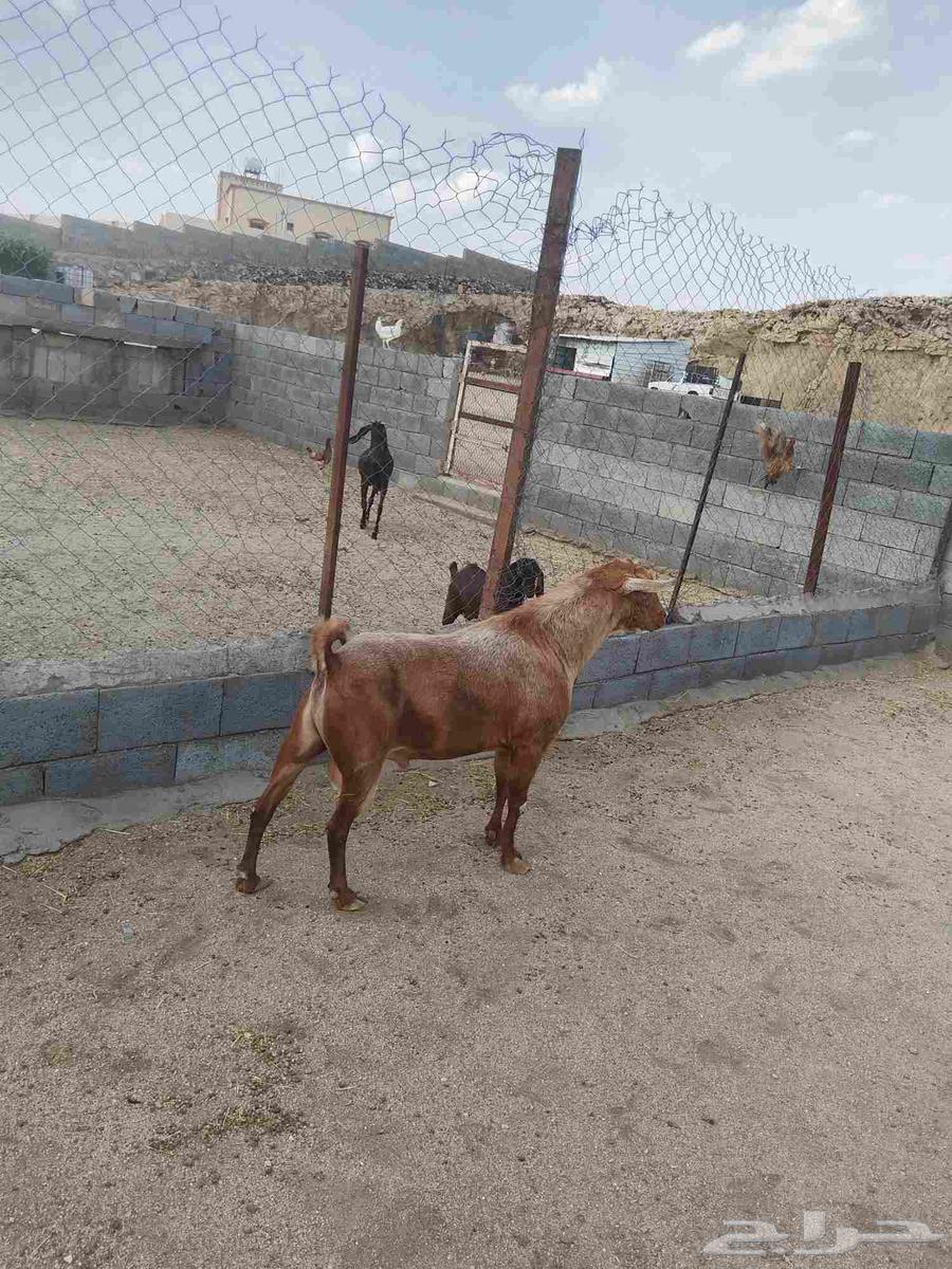 للبيع تيس اجم احص فحل شرط. اضراب وحاار شرط64386152080131113