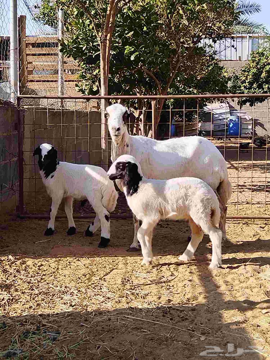 نعجه رفيديه معها توم نعيمي للبيع اعلا سومه بالعام64380624410371111