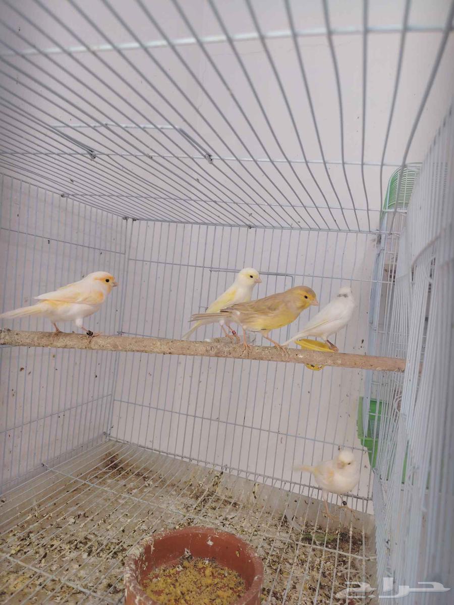 كناري تم البيع64387341363585114