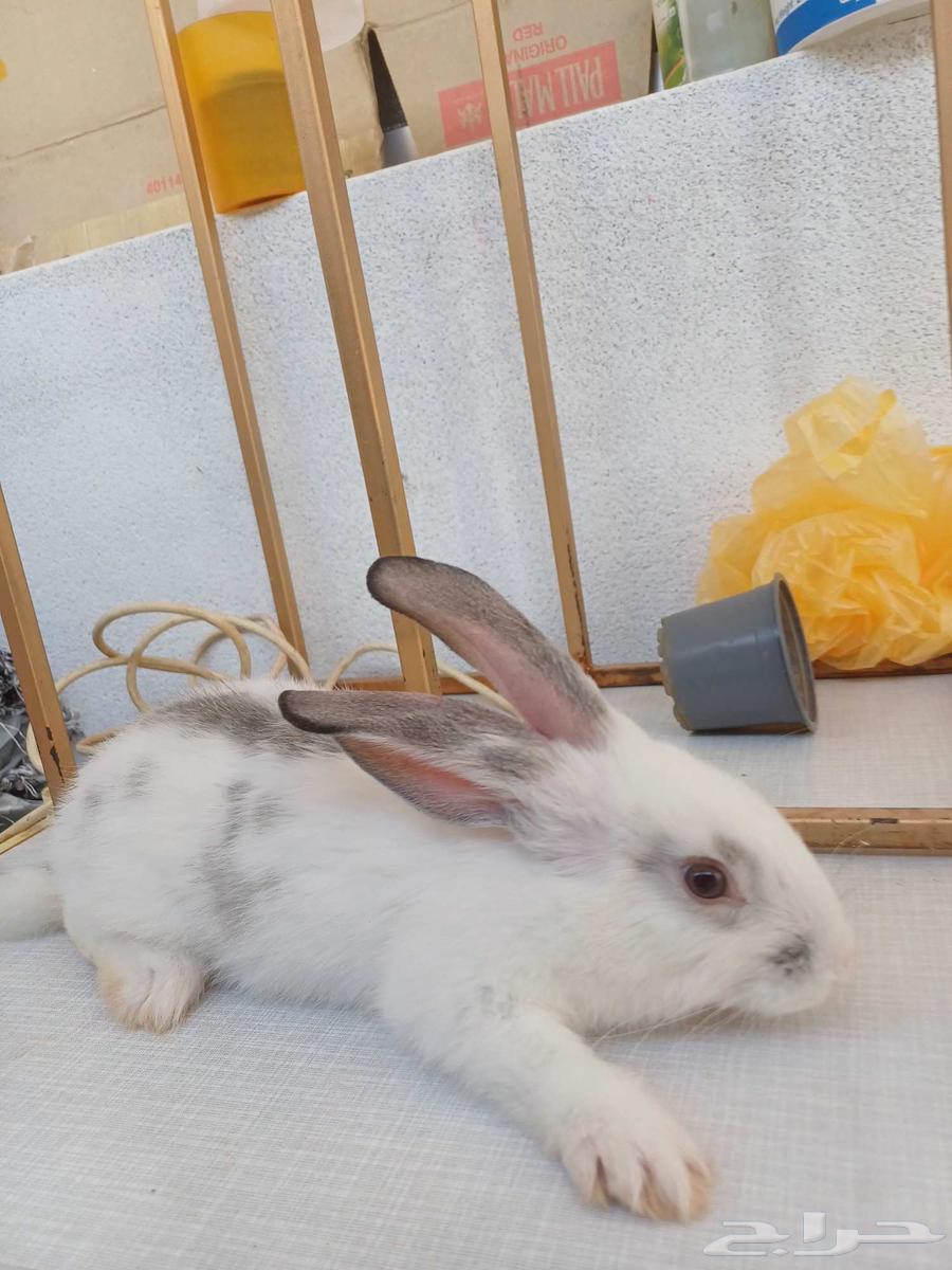 One rabbit is 20 riyals.64384674989697112