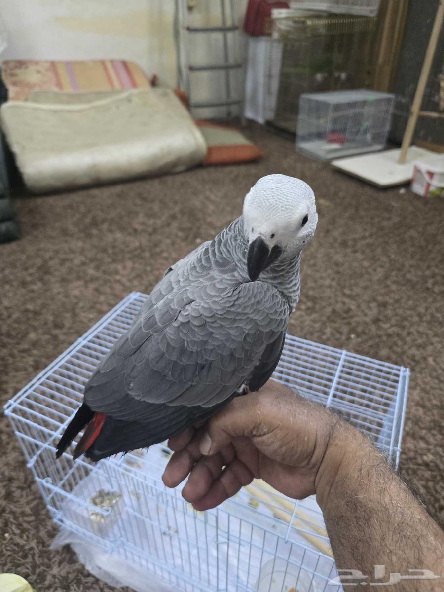 فرخ ببغاء كاسكو64378658564739112