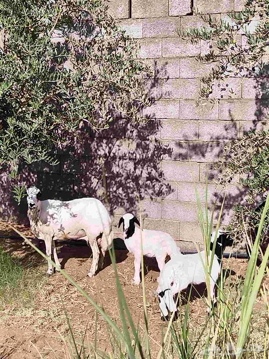 نعجه رفيديه معها توم نعيمي للبيع اعلا سومه بالعام64380624410371114