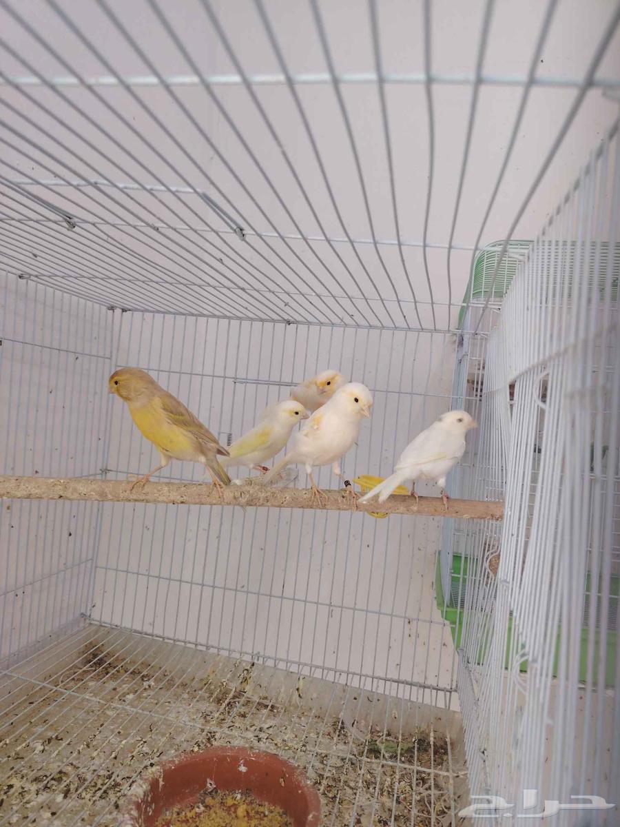 كناري تم البيع64387341363585113