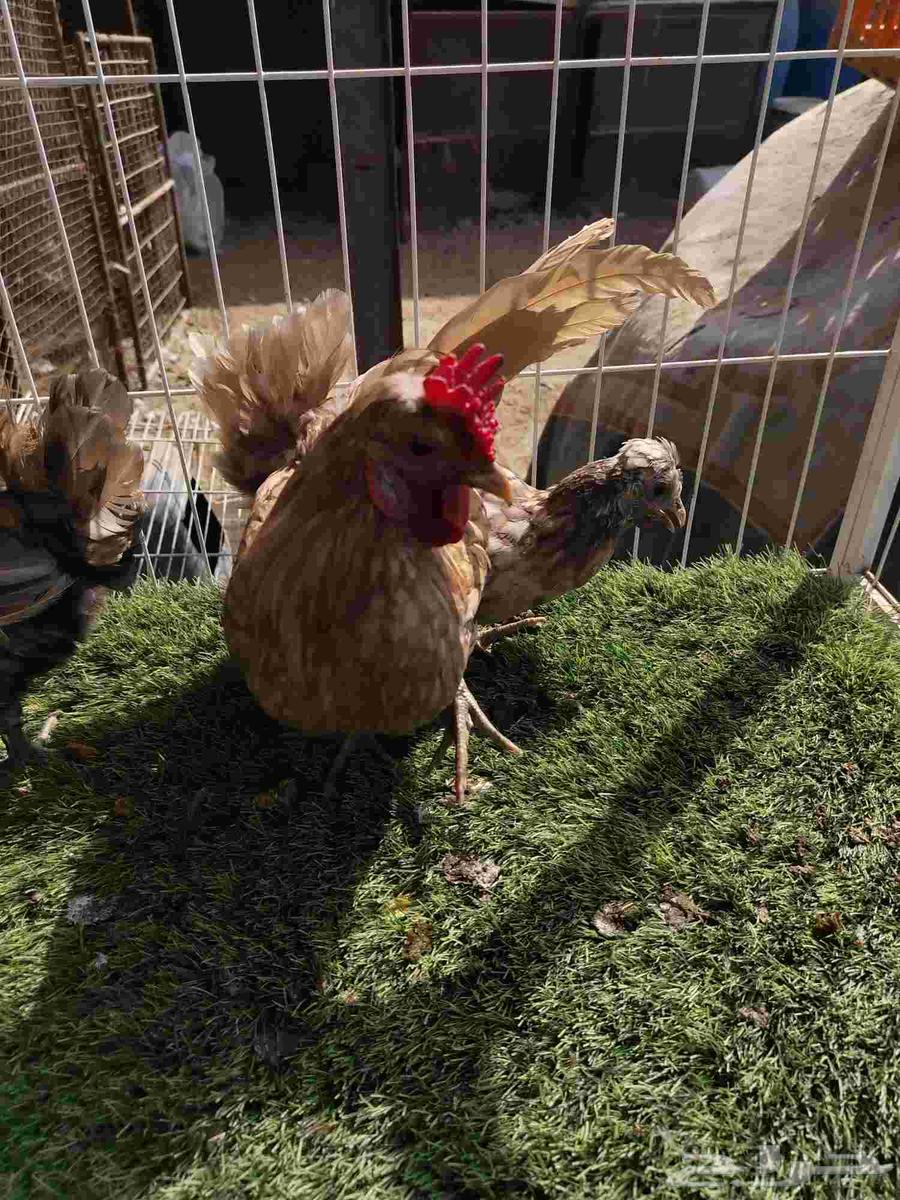 دجاج لون مميز فراشه64381480392835111