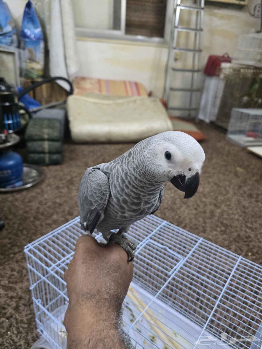 فرخ ببغاء كاسكو64378658564739111