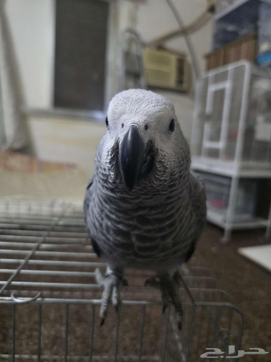 فرخ ببغاء كاسكو64378658564739110