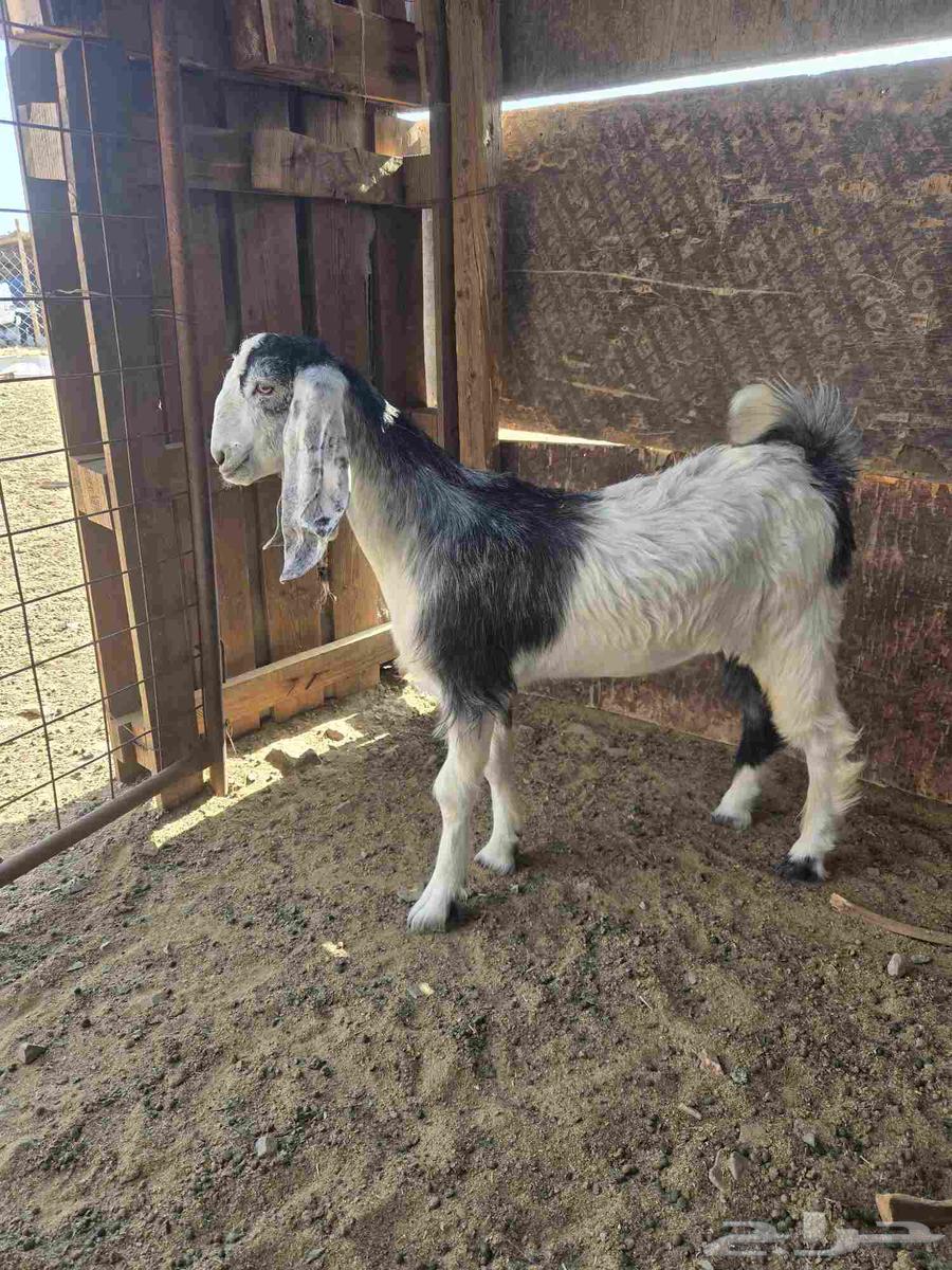 للبيع نعجه متوم وتيوس مخاصي64383163998851113