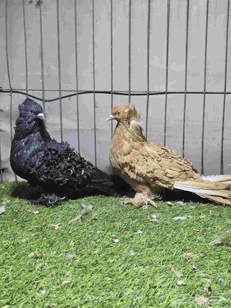 Miftal64379616811265111