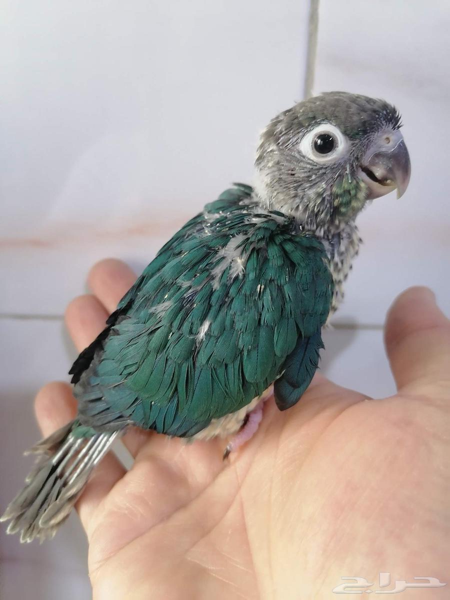 Farakh Ghur Keniour Turquoise Yeloside (Faylout Dye) Local-Al-Ahsa64381287413762110