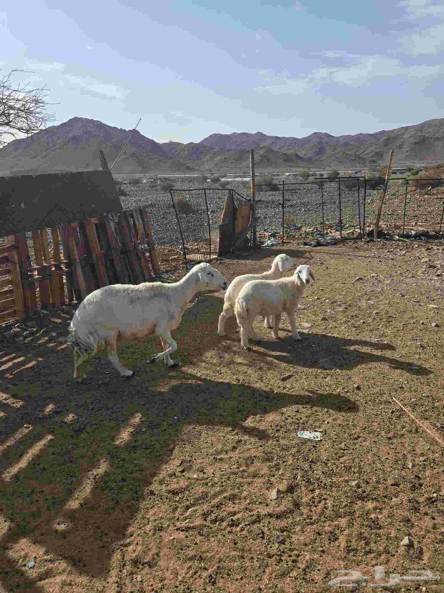 للبيع نعجه متوم وتيوس مخاصي64383163998851111