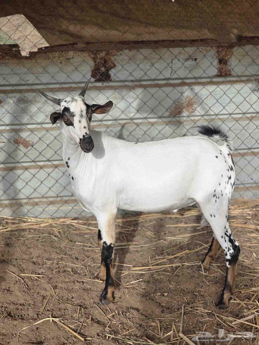 مشروع فحل بيشي صنف64380806362625110