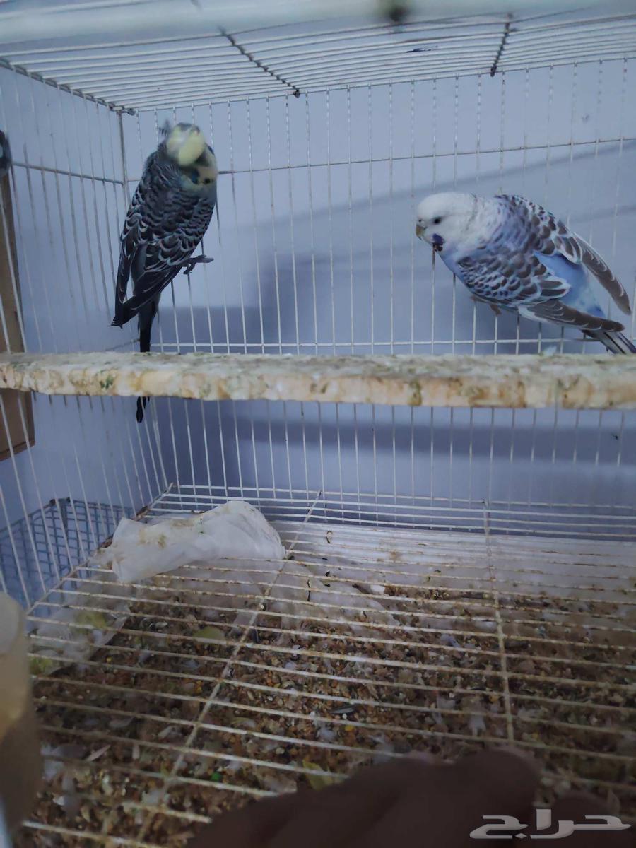 جوز بادجي مكس انجليزي64392442733699110