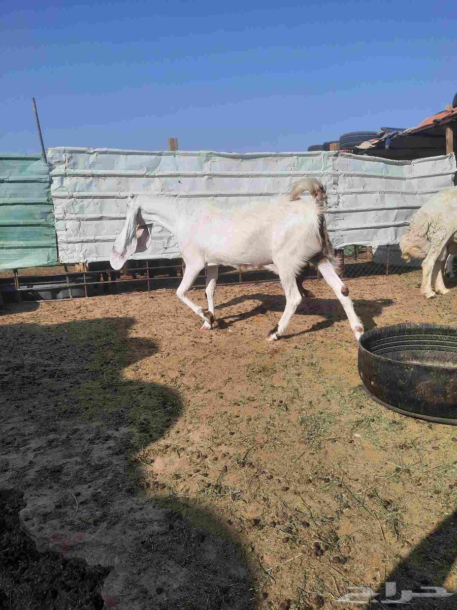 عنز فاخره شابب64380638692482114