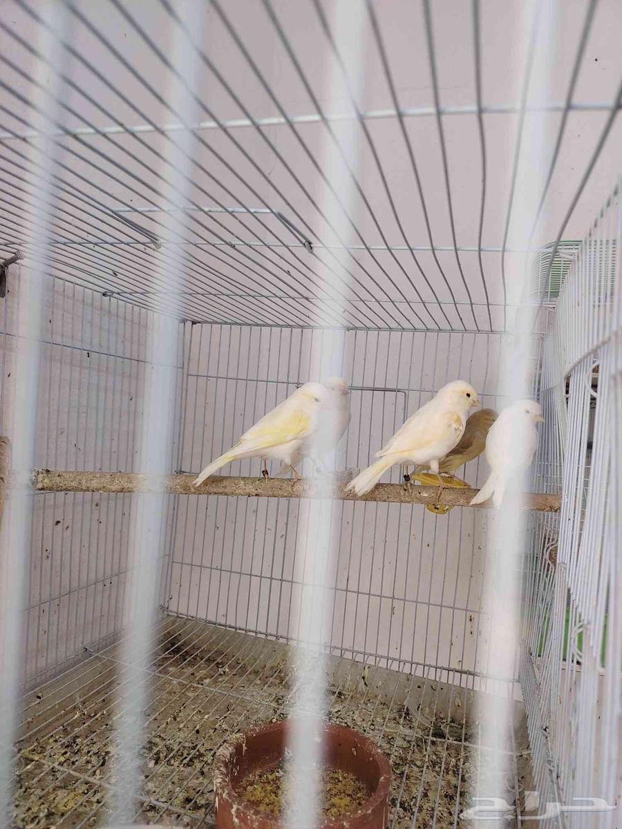 كناري تم البيع64387341363585111