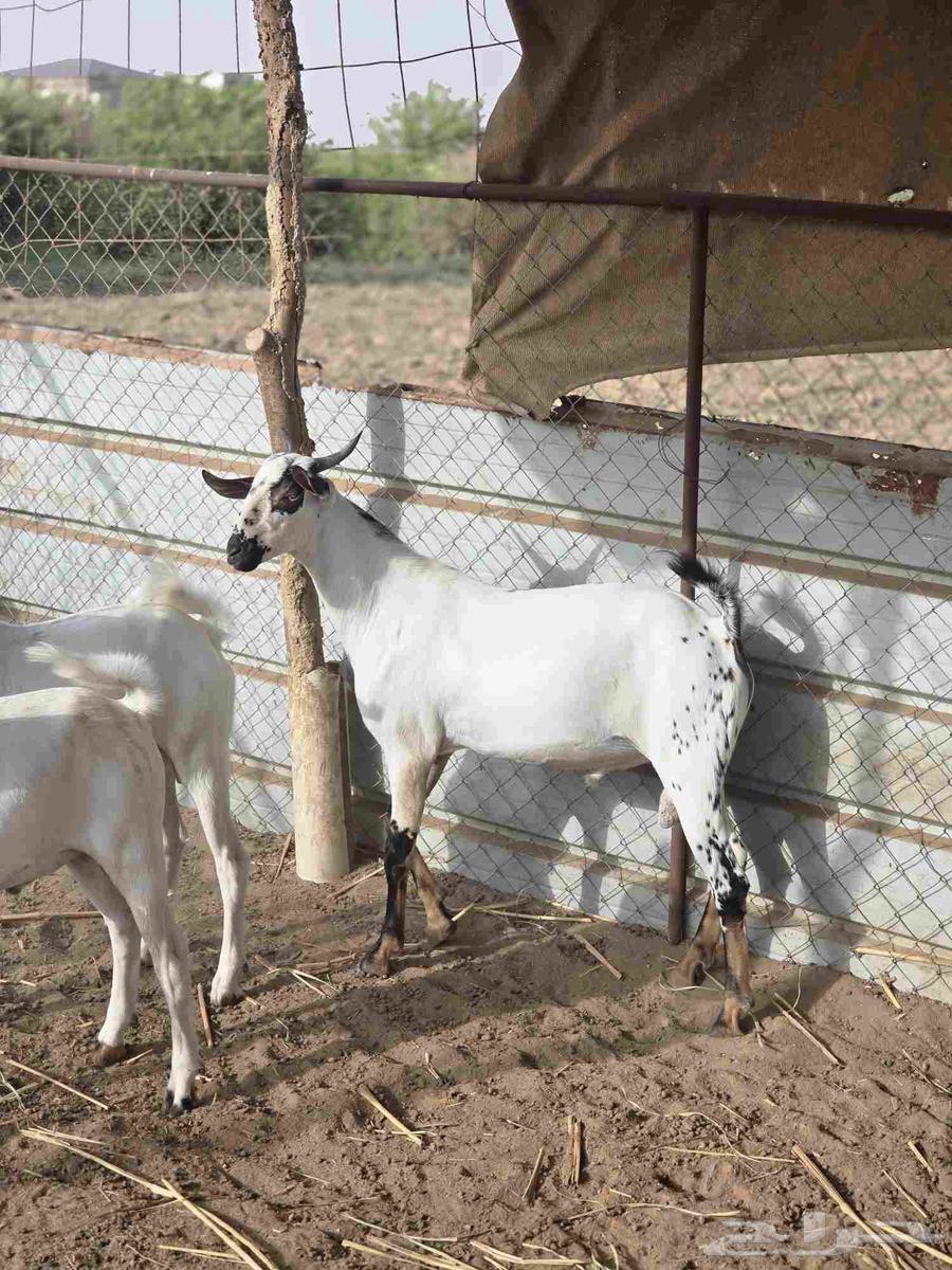 مشروع فحل بيشي صنف64380806362625111