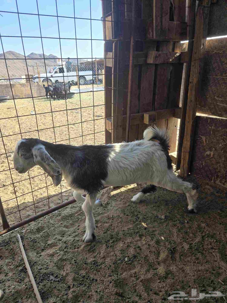 للبيع نعجه متوم وتيوس مخاصي64383163998851114