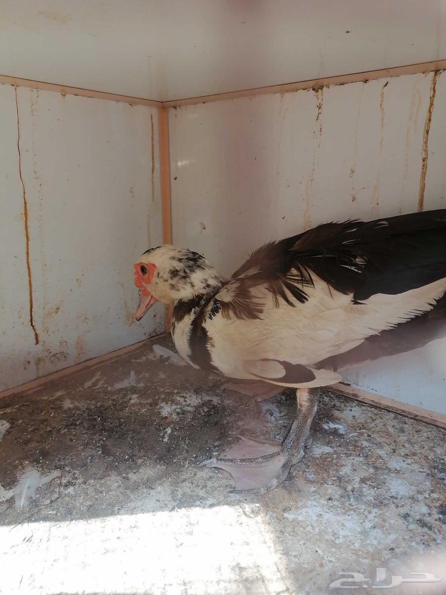 انثى بط مصري نظيفه للبيع او للبدل64392086794499111