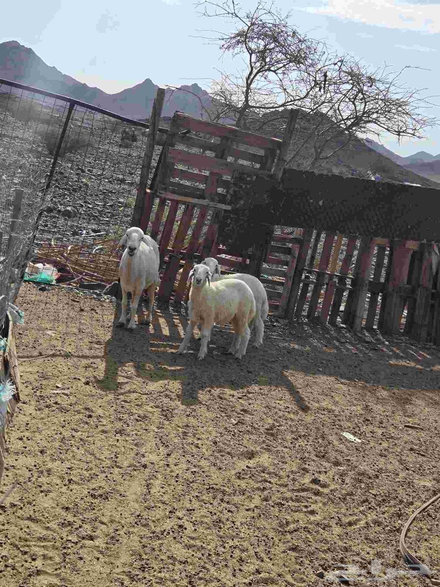 للبيع نعجه متوم وتيوس مخاصي64383163998851110