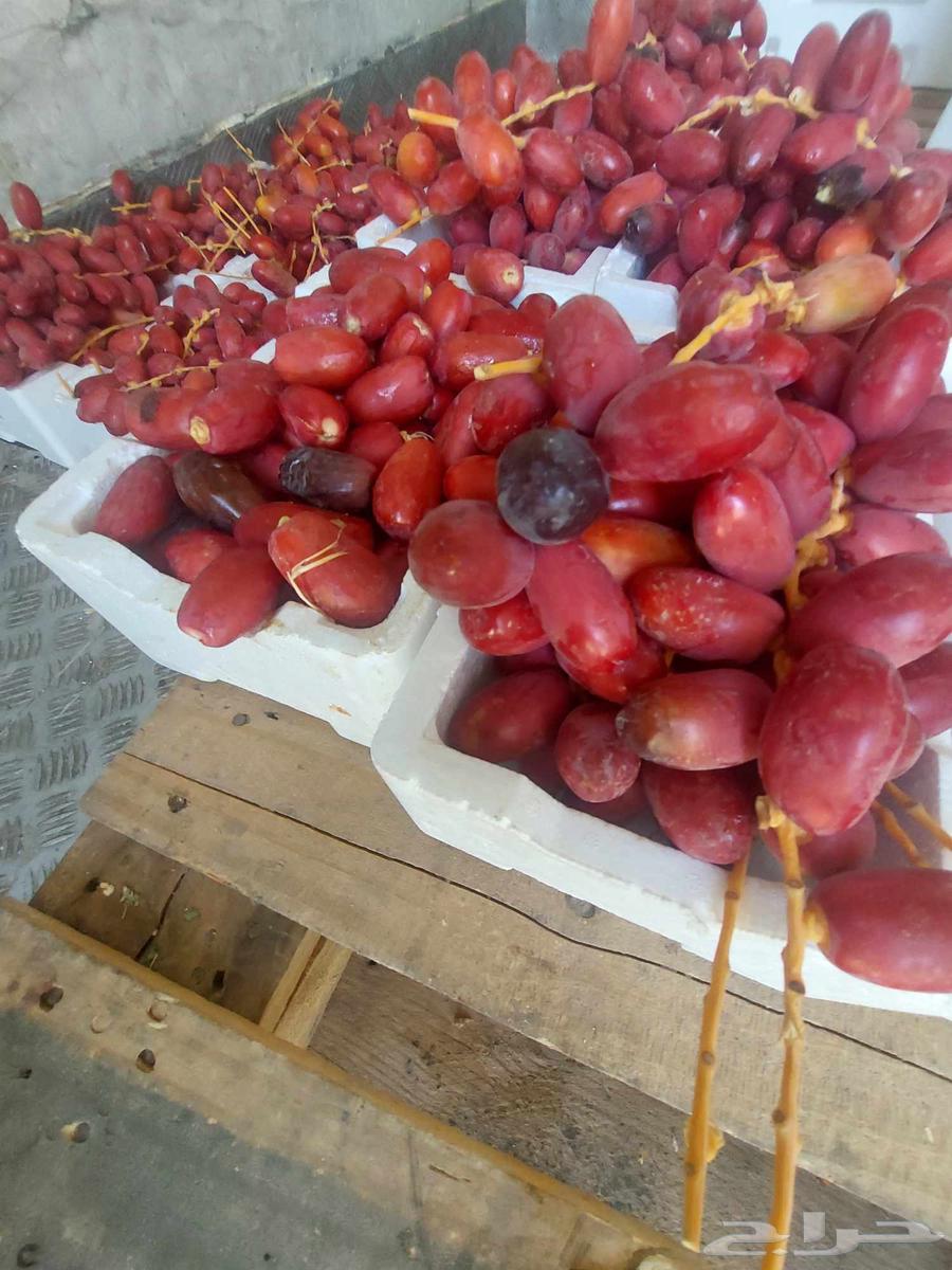 تمر حلوه مناصيف طيب سكر64386262547458112