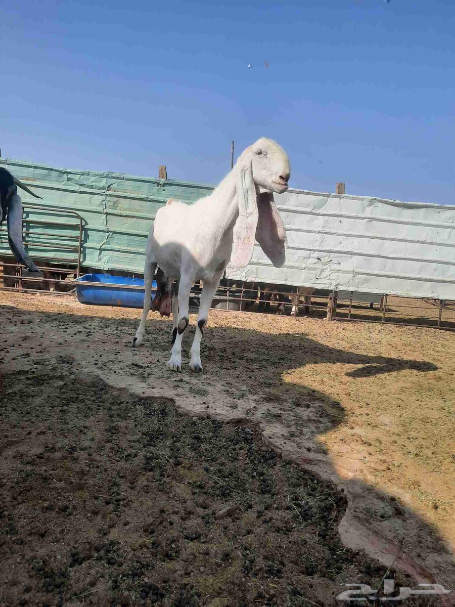 عنز فاخره شابب64380638692482112