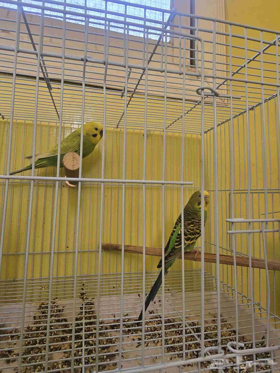 زوجين بادجي64380340312065112