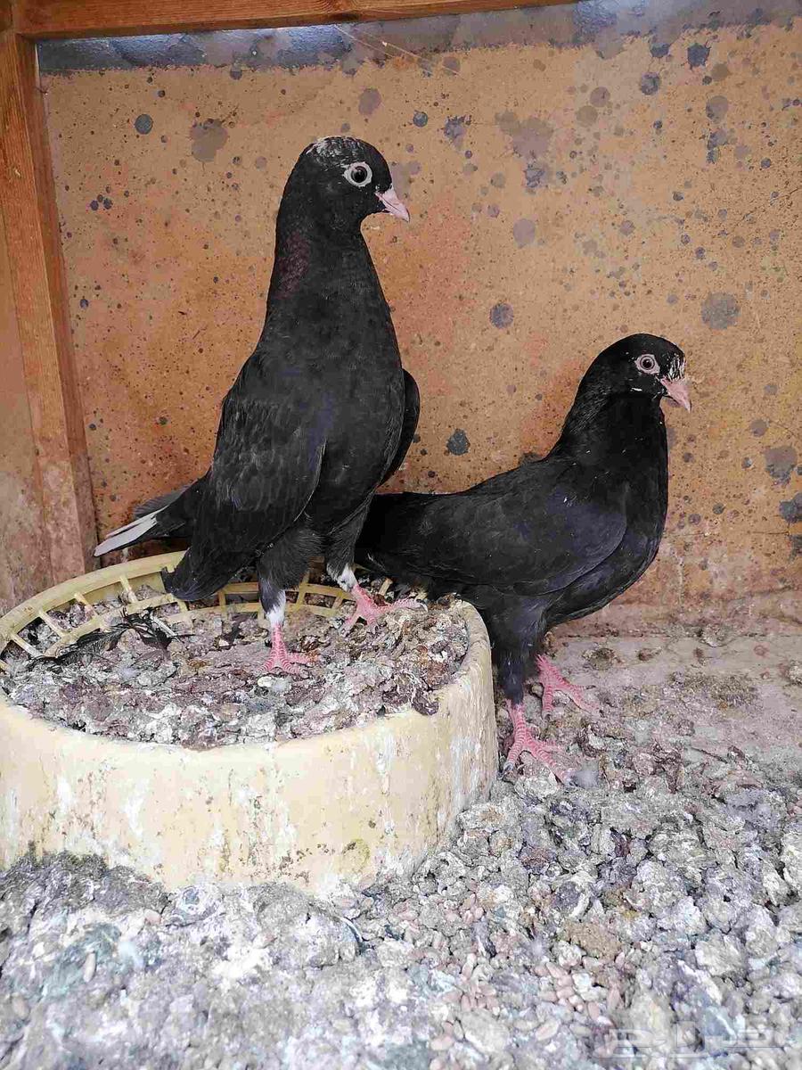 طبات قطايف للبيع (تم البيع)64386933762050113