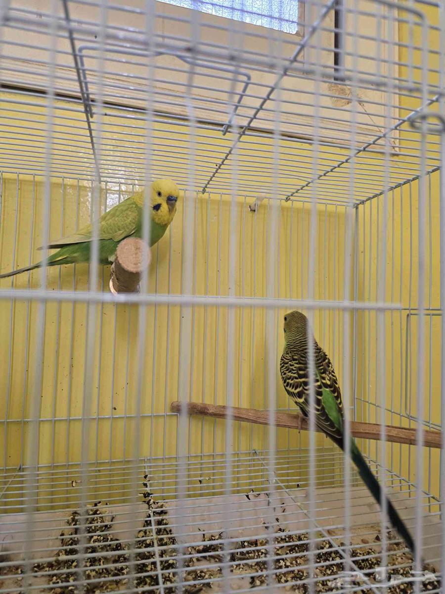 زوجين بادجي64380340312065113