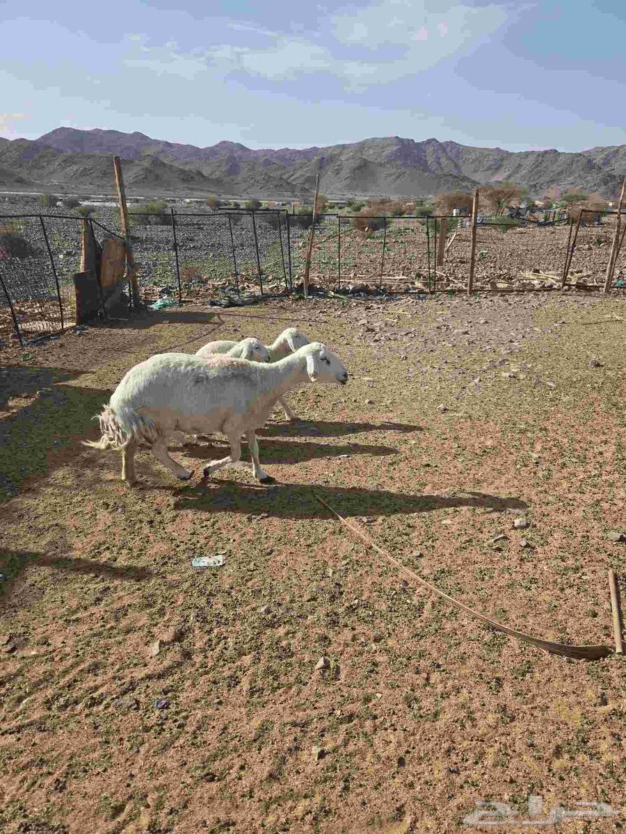 للبيع نعجه متوم وتيوس مخاصي64383163998851112