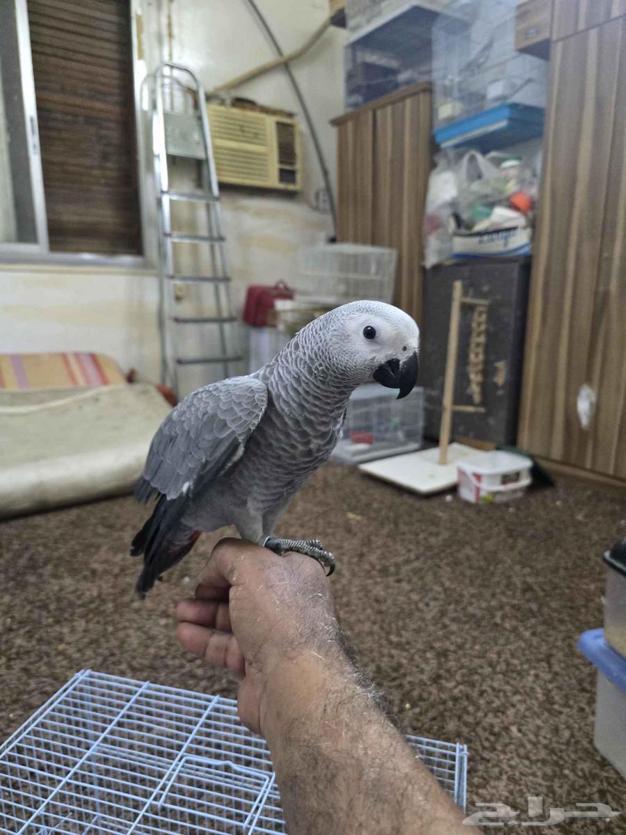 فرخ ببغاء كاسكو64378658564739113