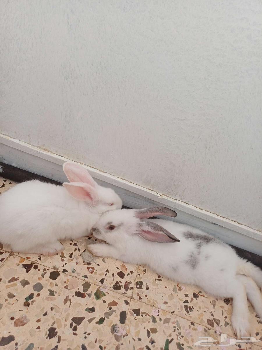 One rabbit is 20 riyals.64384674989697110