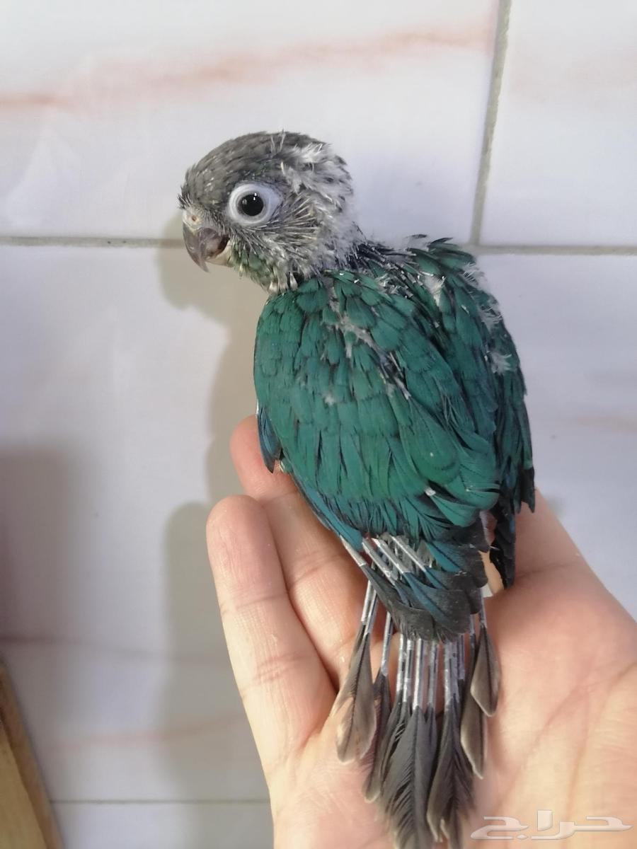 Farakh Ghur Keniour Turquoise Yeloside (Faylout Dye) Local-Al-Ahsa64381287413762113