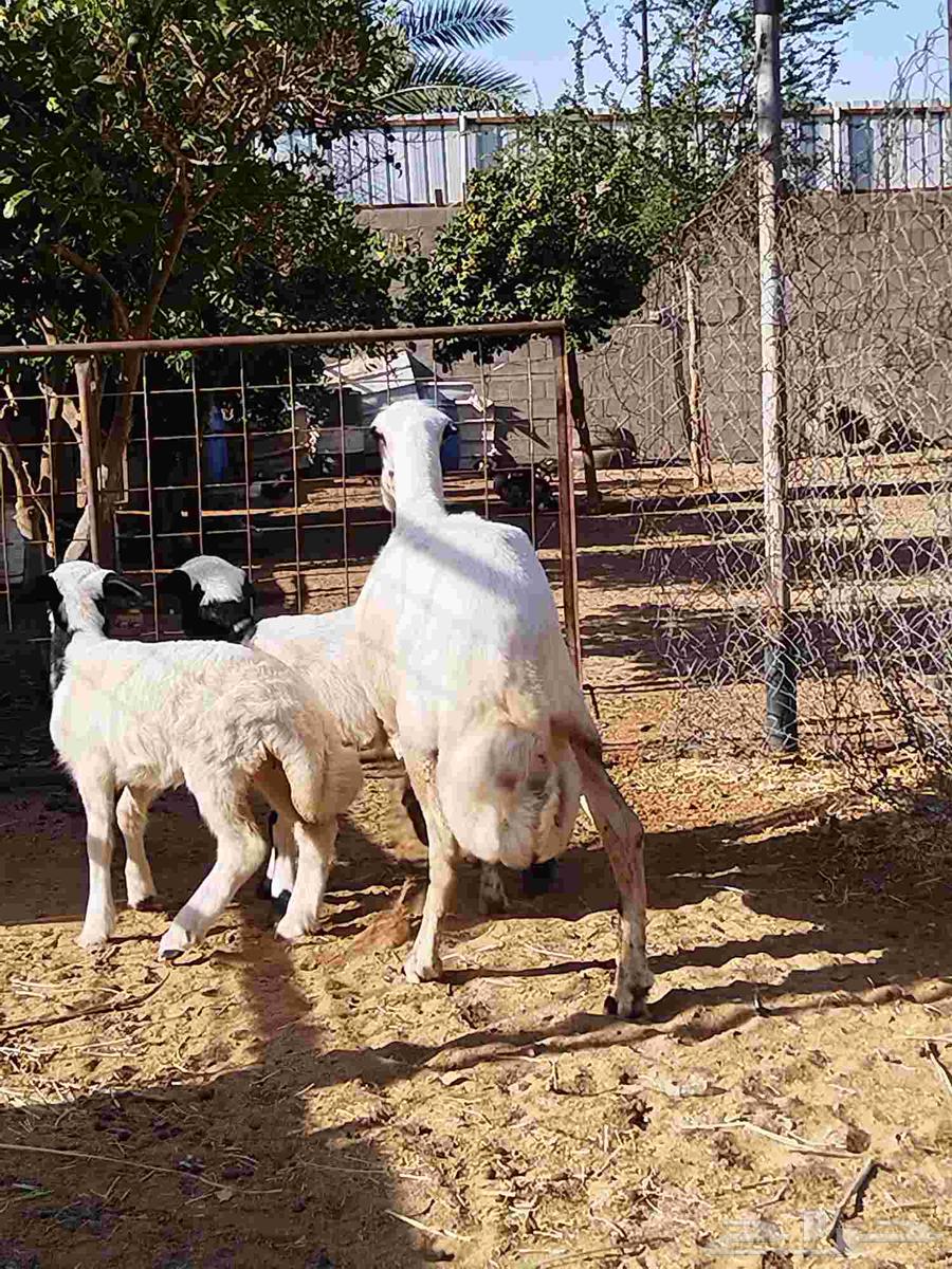 نعجه رفيديه معها توم نعيمي للبيع اعلا سومه بالعام64380624410371112