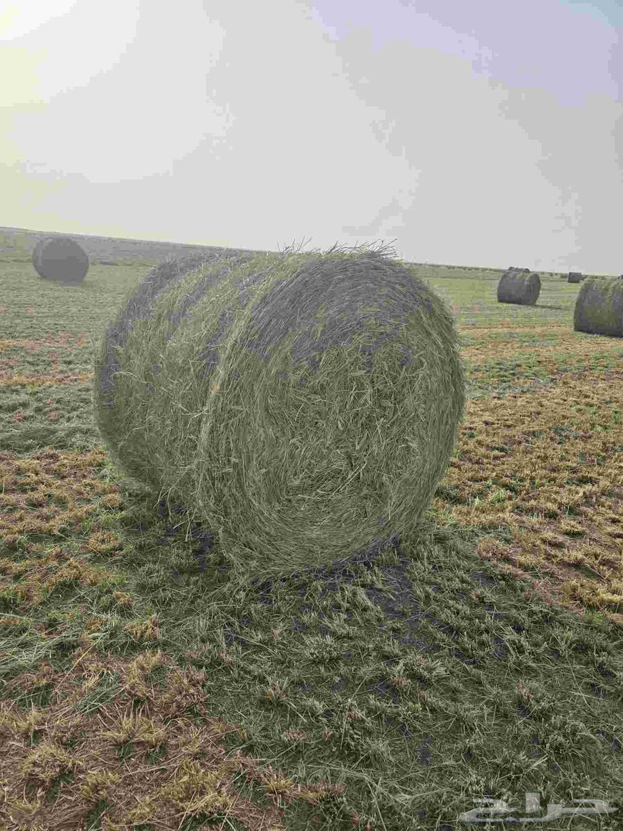 Rods size 130 smooth with rash64385761477123112