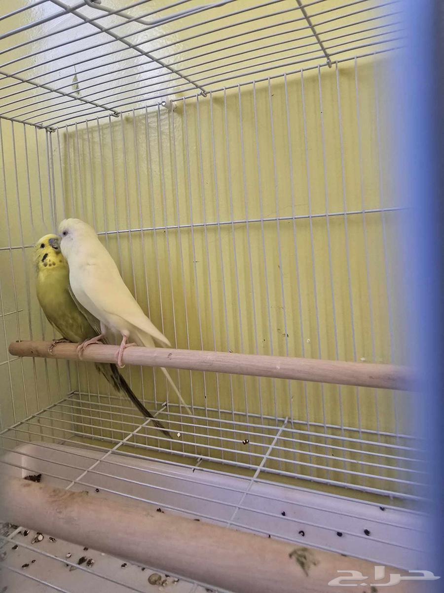 زوجين بادجي64380340312065111