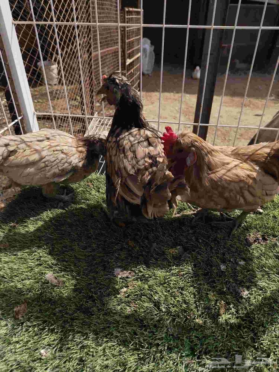 دجاج لون مميز فراشه64381480392835112