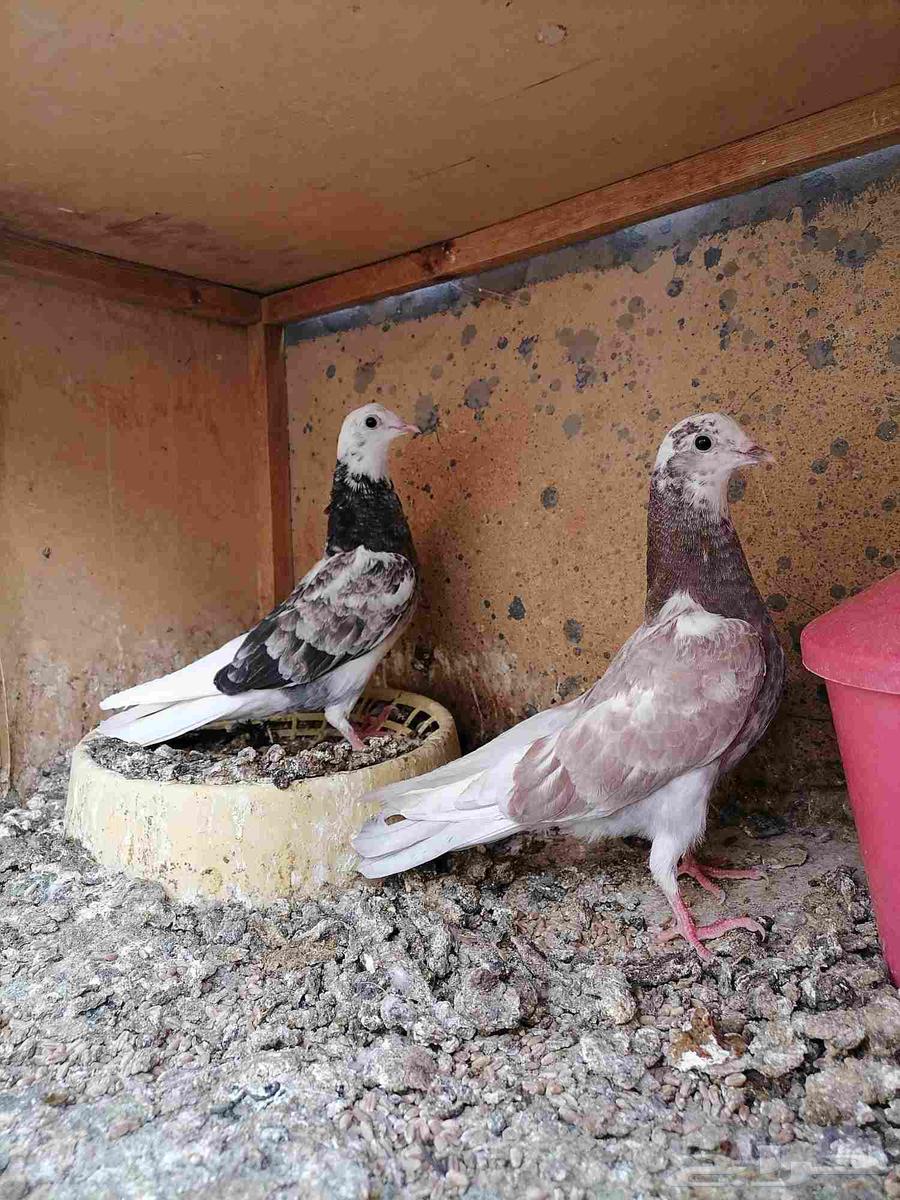 طبات قطايف للبيع (تم البيع)64386933762050110