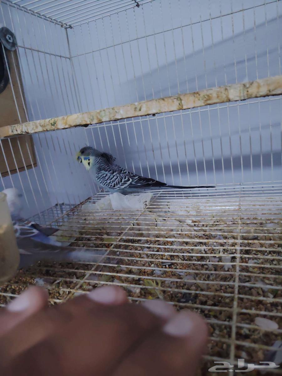 جوز بادجي مكس انجليزي64392442733699111