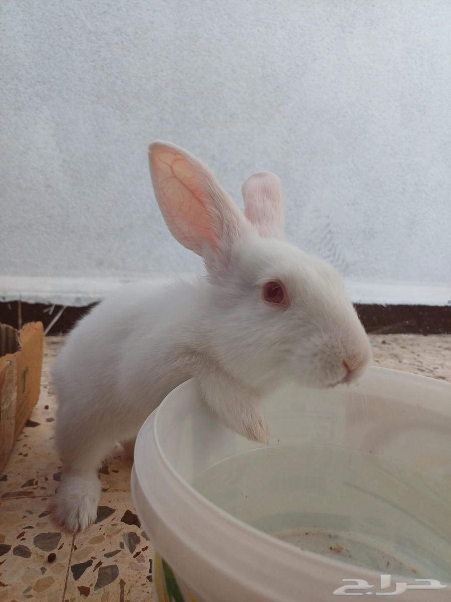 One rabbit is 20 riyals.64384674989697111