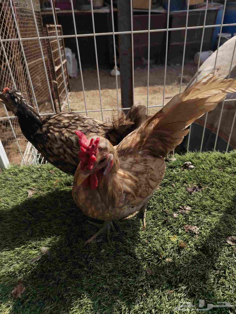 دجاج لون مميز فراشه64381480392835110